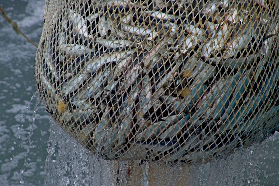 К 18 марта российские рыбаки добыли около 1,16 млн тонн – на 8% больше уровня 2019 года