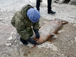 Ученые устанавливают причину гибели тюленей
