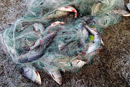 Топ правонарушений закона о рыболовстве в Дагестане и ответственность 