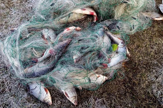 Топ правонарушений закона о рыболовстве в Дагестане и ответственность 