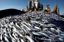 Северо-Кавказское территориальное управление Федерального агентства продолжает организацию промышленного рыболовства