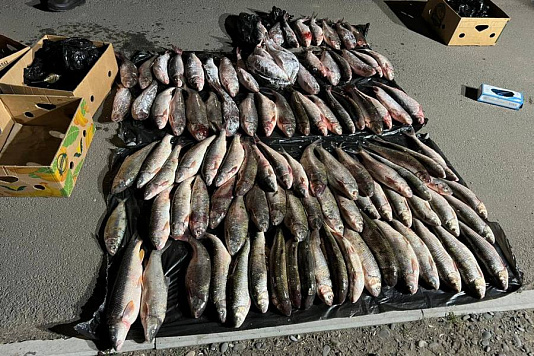 Крупная партия рыбы изъята на КПП в Дагестане 