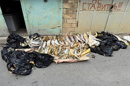 В Дербенте изъята крупная партия краснокнижной рыбы и черной икры